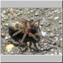 Amaurobius fenestralis - Fensterspinne 01.jpg